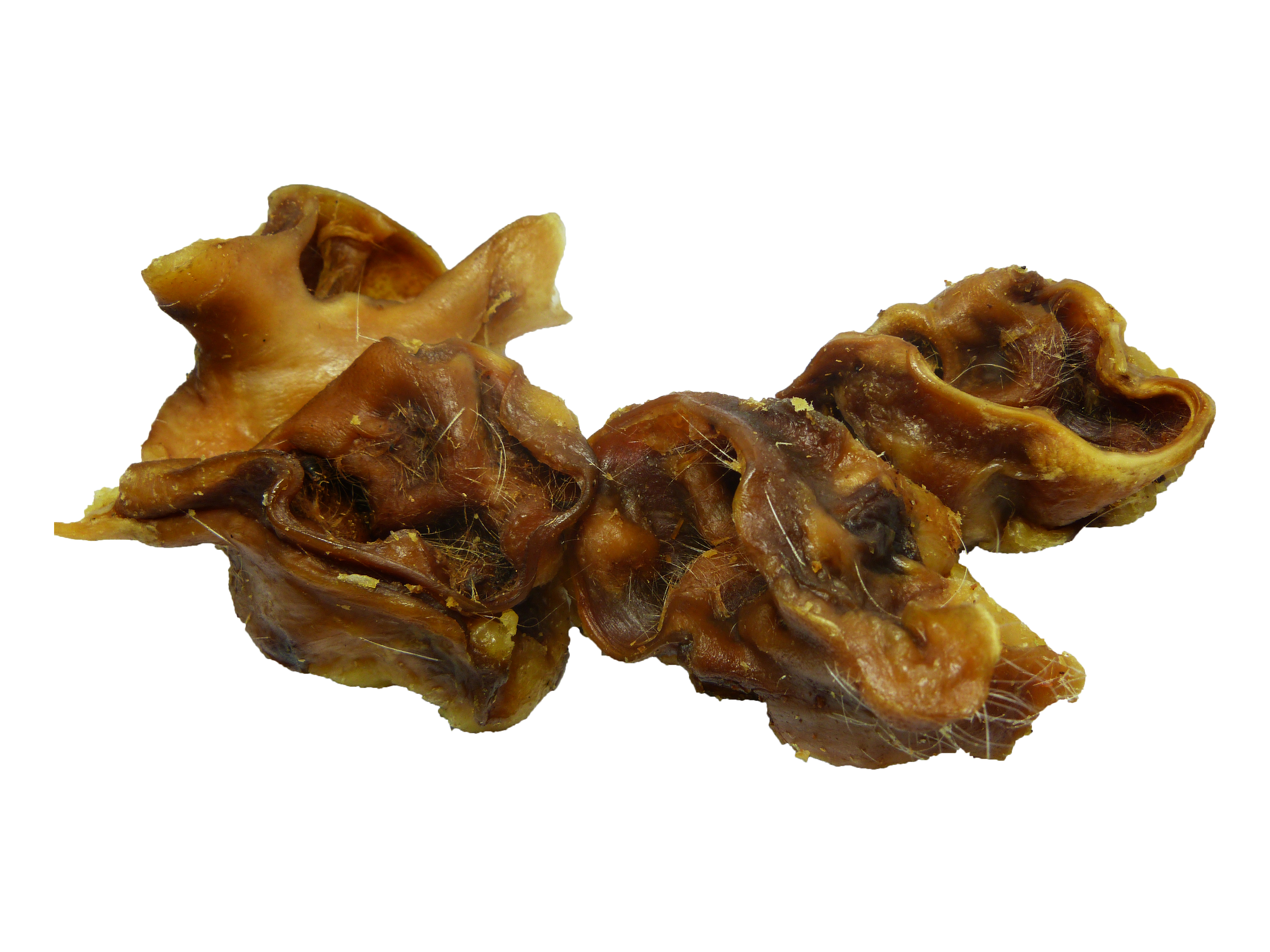 schweineohrmuscheln Schweineohrmuscheln